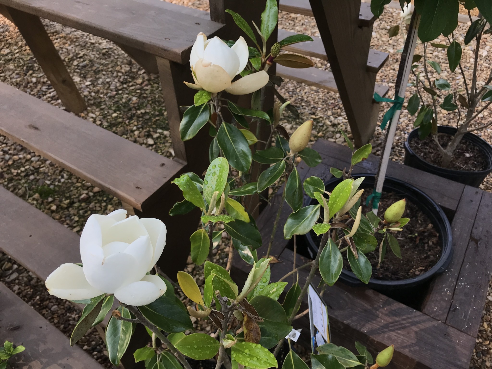 Magnolia, Magnolia grandiflora 'Little Gem' Southern 5G