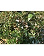 Glossy Abelia -- Abelia x grandiflora 3G