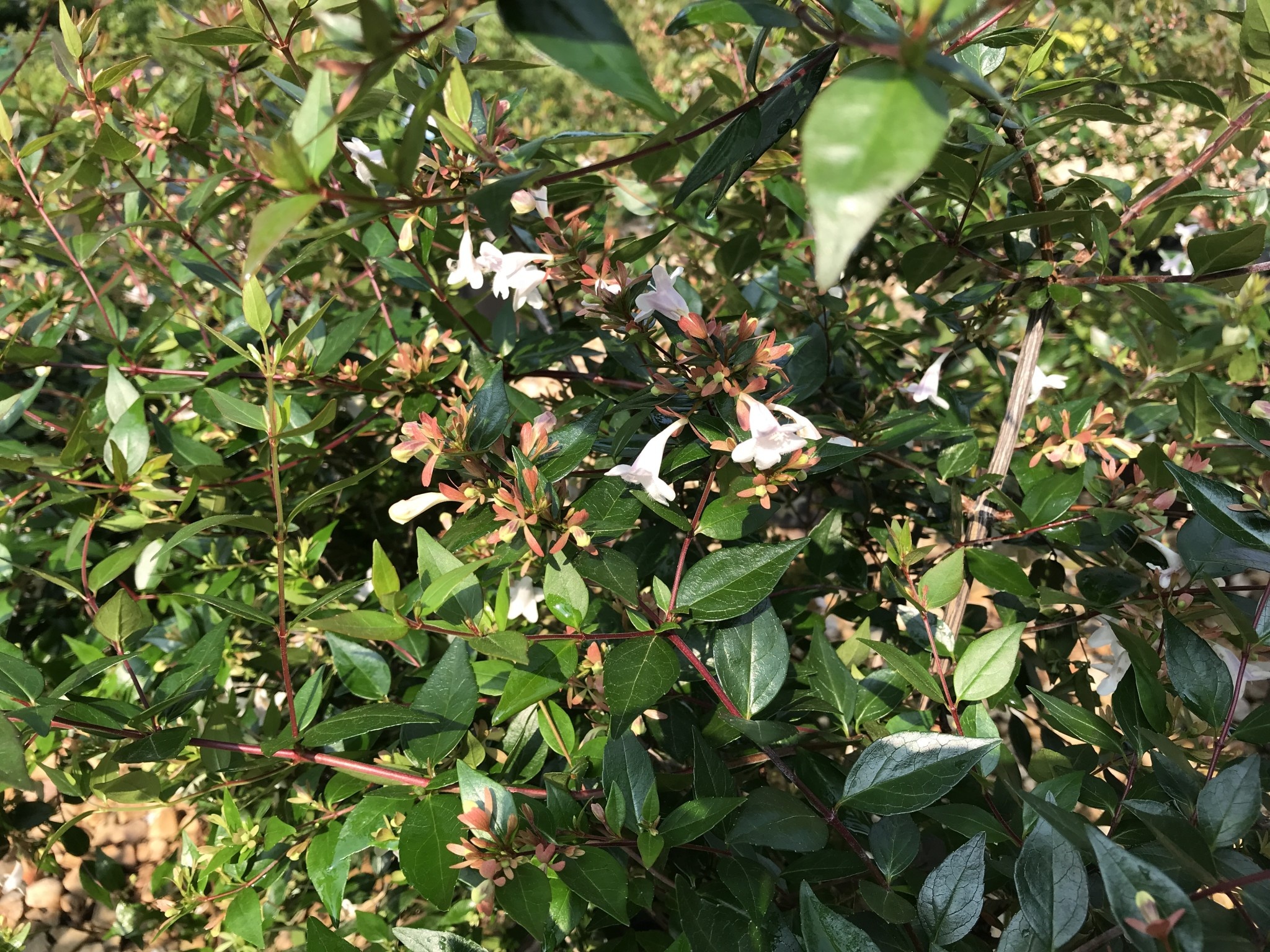 Glossy Abelia -- Abelia x grandiflora 3G