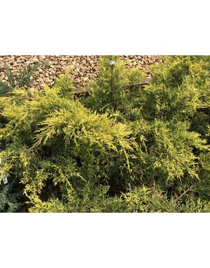 Juniper, Juniperus chinensis 'Gold Lace' 3G
