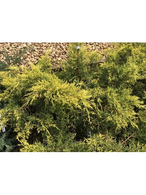 Juniper, Juniperus chinensis 'Gold Lace' 3G