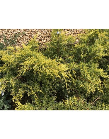 Gold Lace Juniper #3 -- Juniperus chinensis 'Gold Lace'