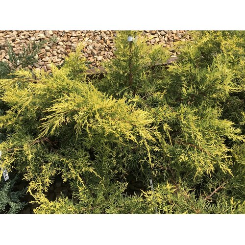 Juniper, Juniperus chinensis 'Gold Lace' 3G