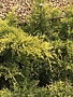 Juniper, Juniperus chinensis 'Gold Lace' 3G