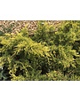 Juniper, Juniperus chinensis 'Gold Lace' 3G