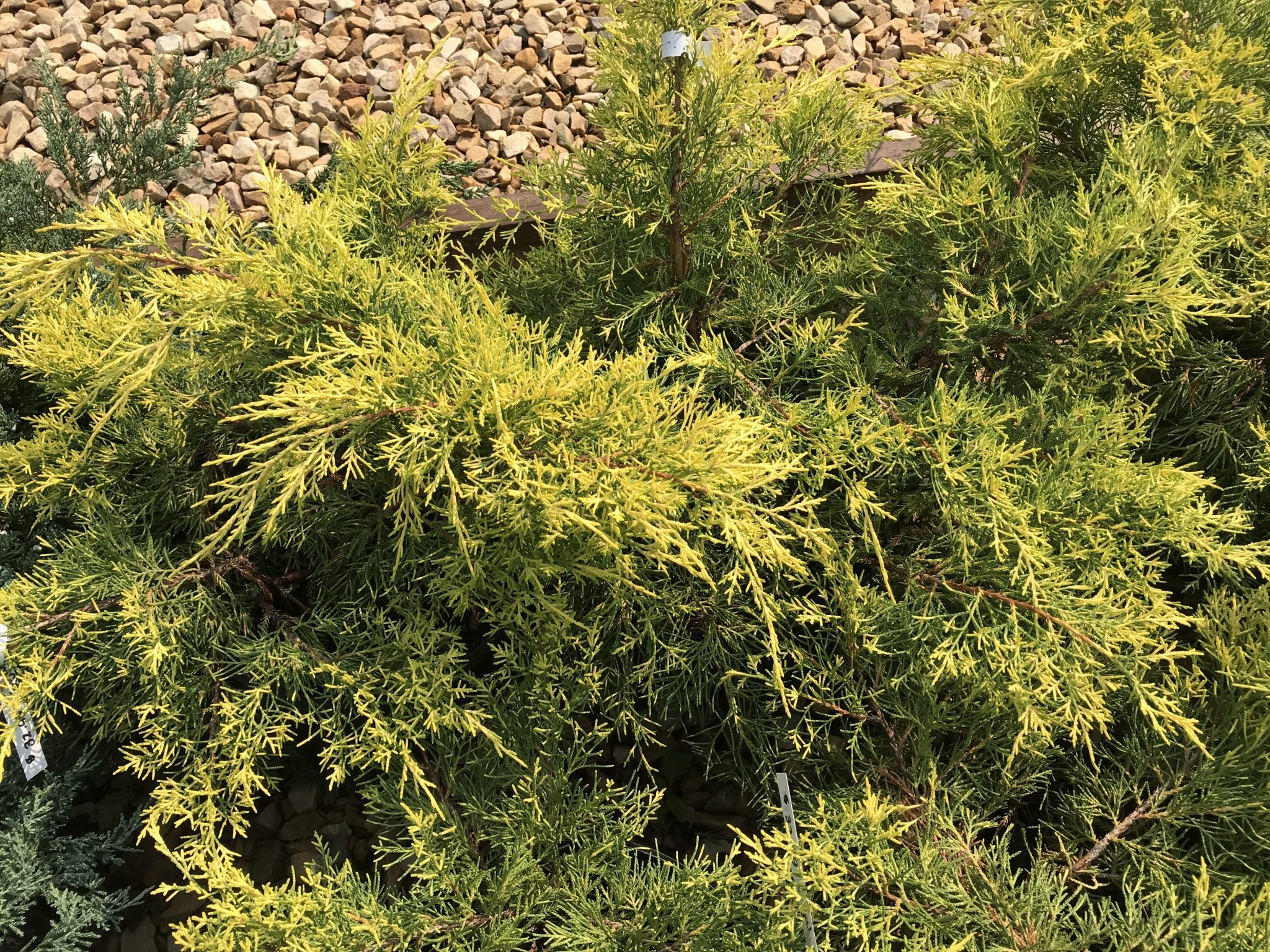 Juniper, Juniperus chinensis 'Gold Lace' 3G