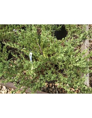 Green Sargent Juniper #4 -- Juniperus chinensis sargentii 'Viridis'