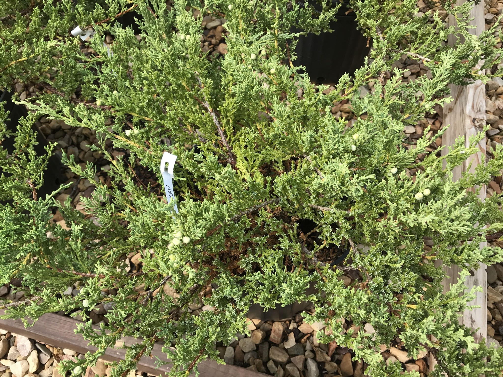 Green Sargent Juniper #4 -- Juniperus chinensis sargentii 'Viridis'