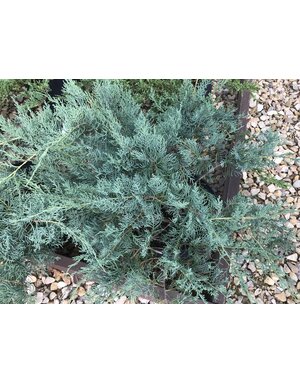 Grey Owl Juniper #3 -- Juniperus virginiana 'Grey Owl' -native