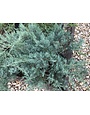Grey Owl Juniper #3 -- Juniperus virginiana 'Grey Owl'