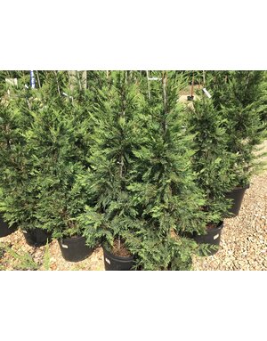 Cypress, Cupressus × leylandii 'Leyland' 7G