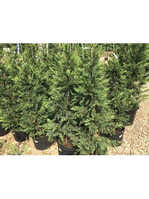 Cypress, Cupressus × leylandii 'Leyland' 15G NC
