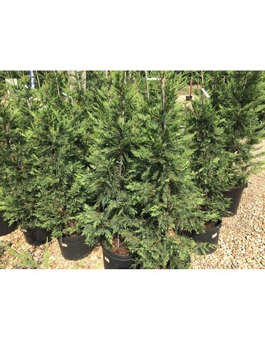 Cypress, Cupressus × leylandii 'Leyland' 7G