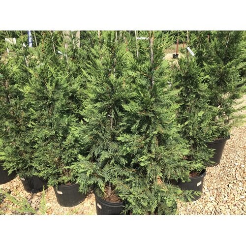 Cypress, Cupressus Ã— leylandii 'Leyland' 15G NC