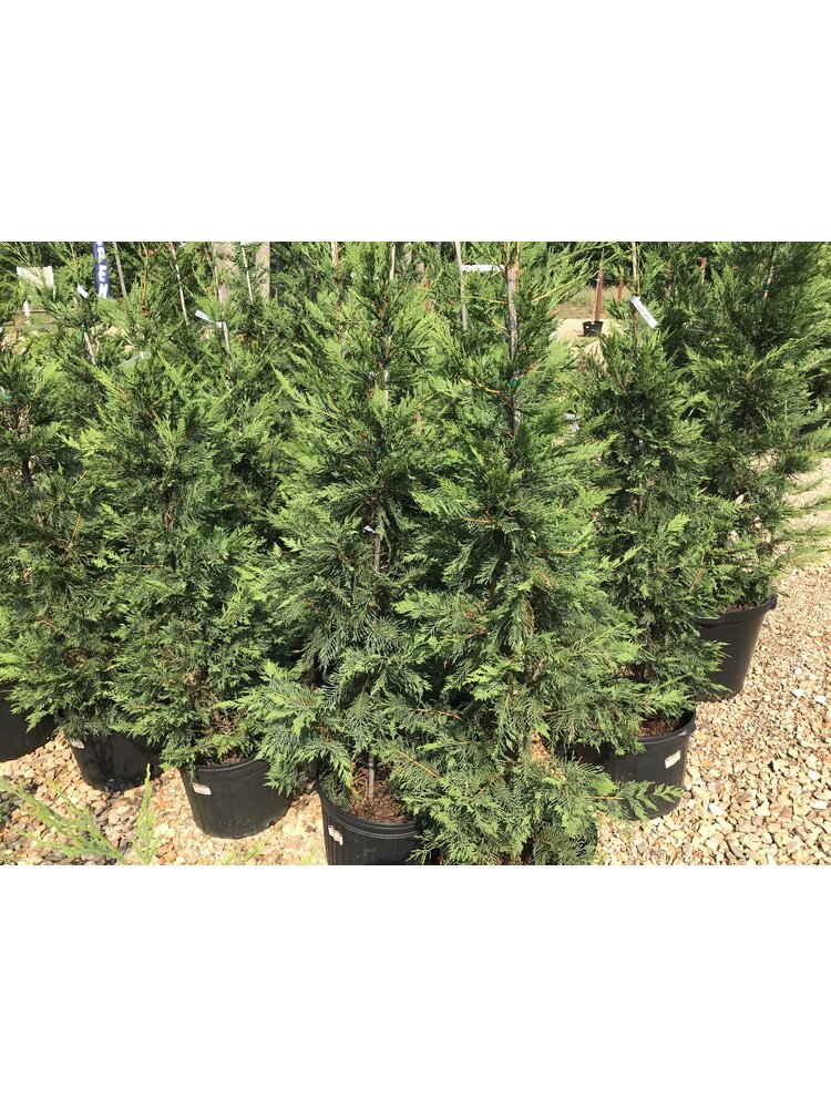 Cypress, Cupressus × leylandii 'Leyland' 15G NC