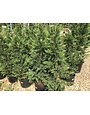 Cypress, Cupressus × leylandii 'Leyland' 15G NC