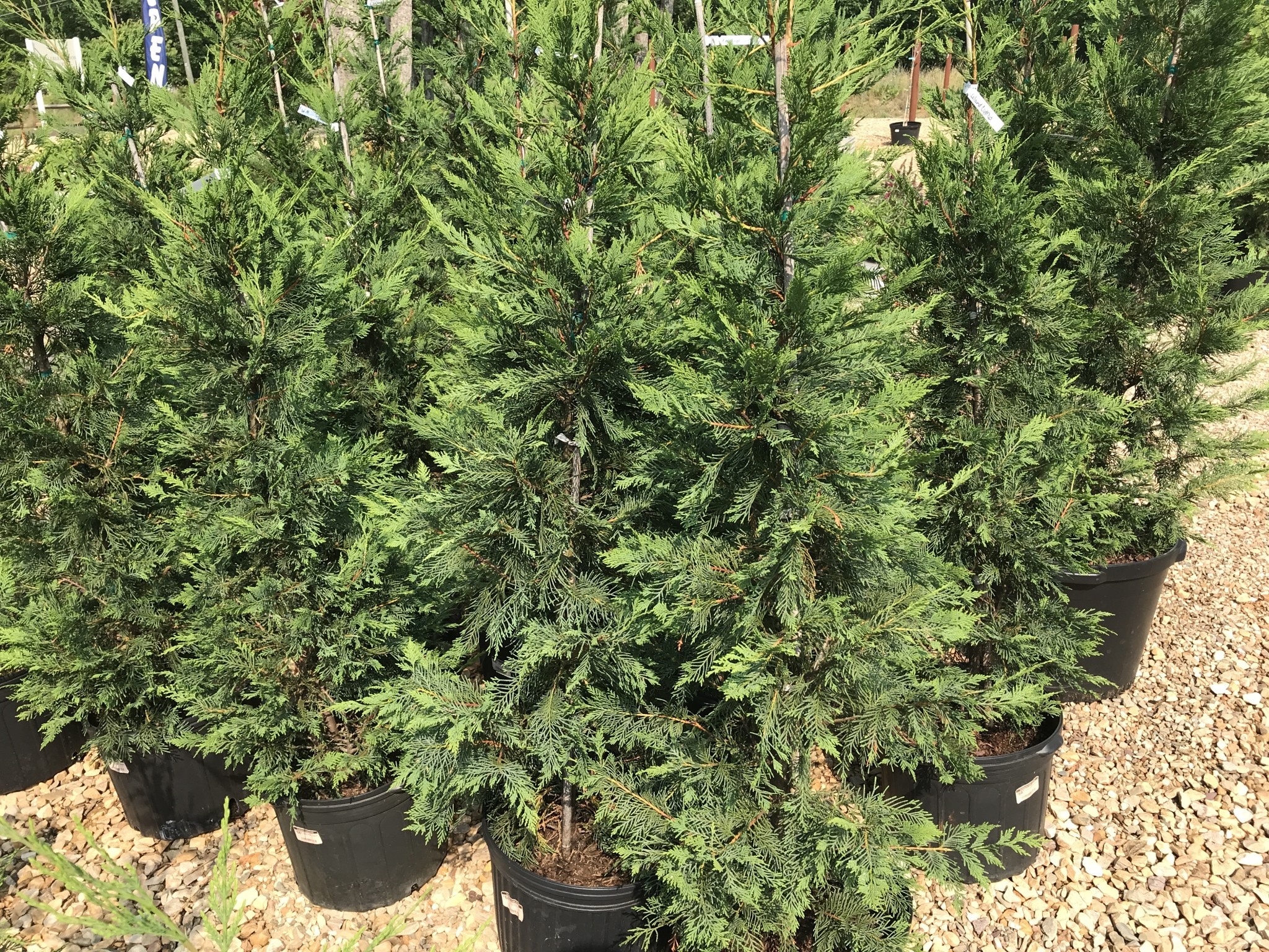 Cypress, Cupressus × leylandii 'Leyland' 15G NC
