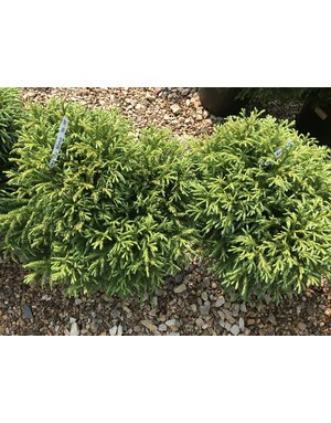 Cryptomeria, Cryptomeria japonica 'Globosa Nana' Japanese Cedar 3G