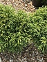 Cryptomeria, Cryptomeria japonica 'Globosa Nana' Japanese Cedar 3G