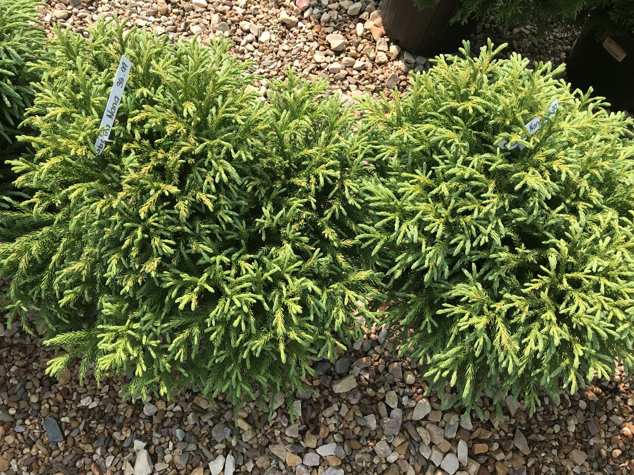 Cryptomeria, Cryptomeria japonica 'Globosa Nana' Japanese Cedar 3G