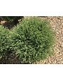 Arborvitae, Thuja occidentalis 'Bobozam' Mr. Bowling Ball® 3G