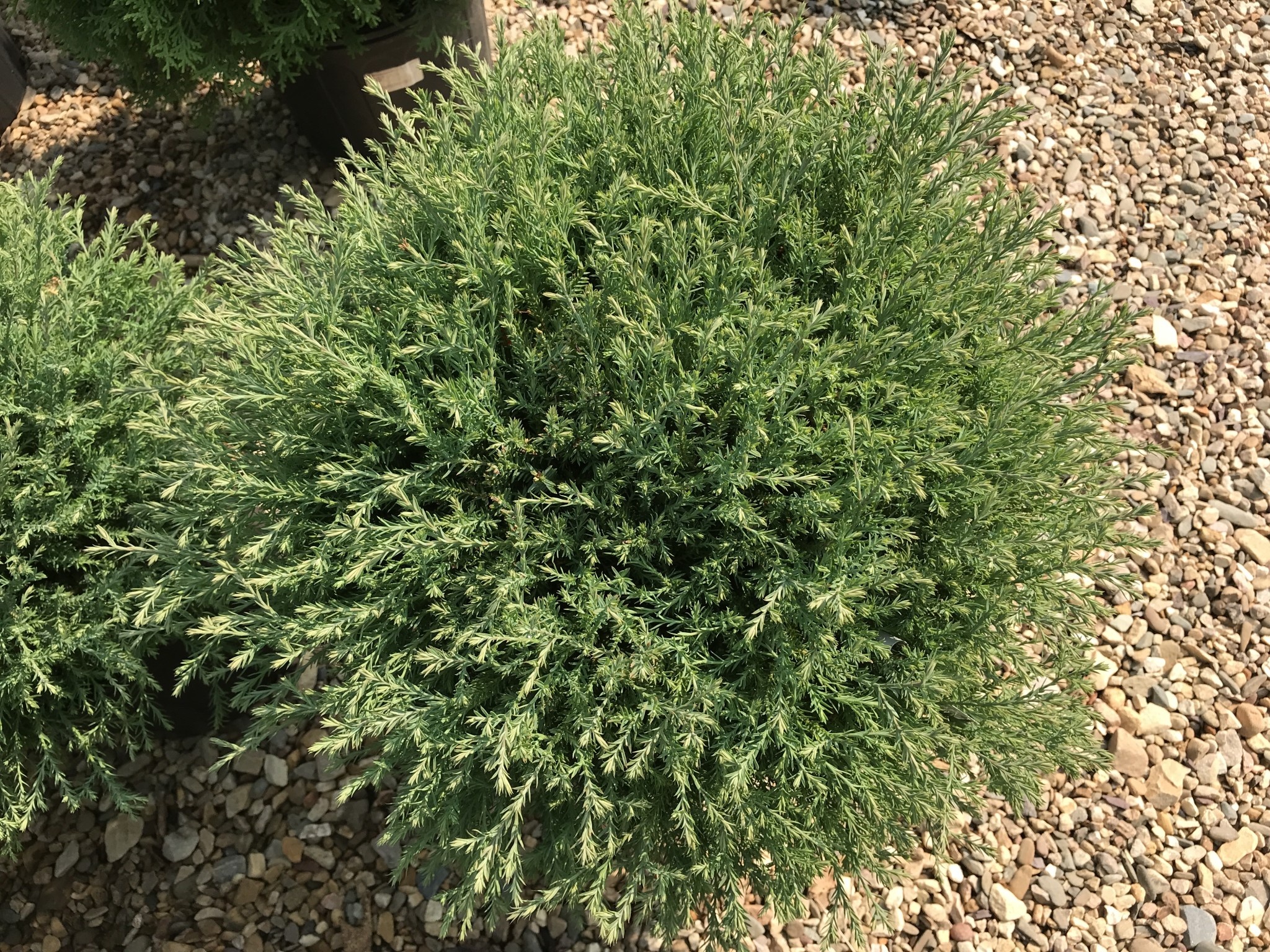 Arborvitae, Thuja occidentalis 'Bobozam' Mr. Bowling Ball® 3G