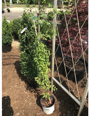 Proven Winner Clematis, Clematis x 'Krakowiak' Pink Mink® 1.5G