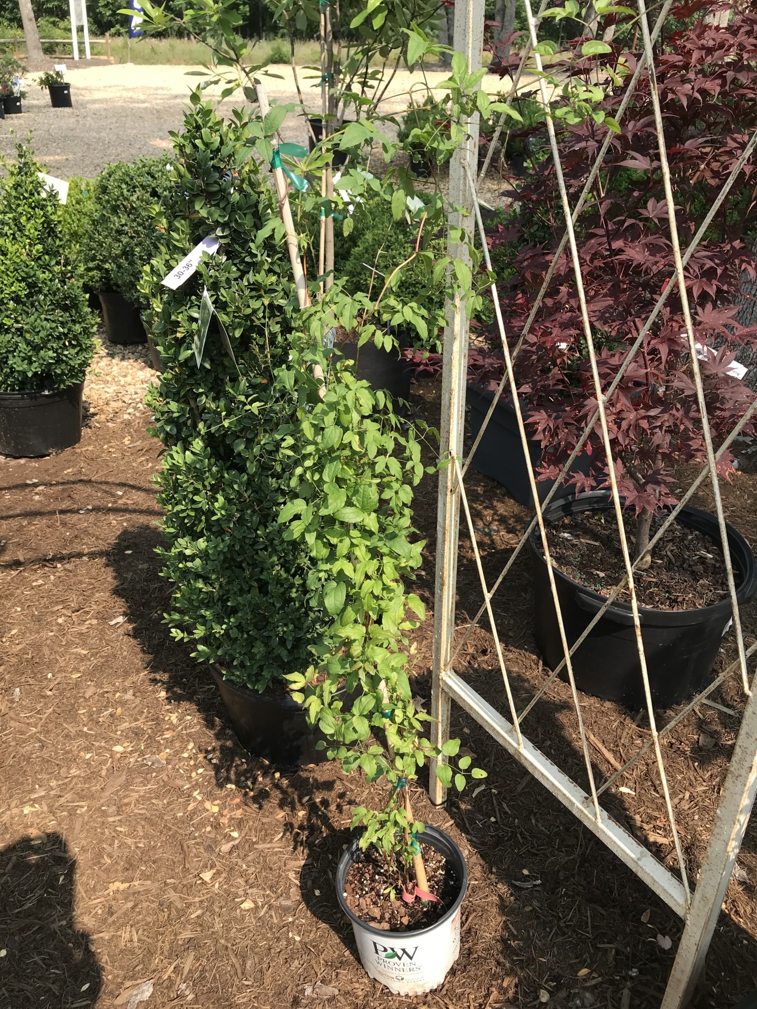 Proven Winner Clematis, Clematis x 'Krakowiak' Pink Mink® 1.5G