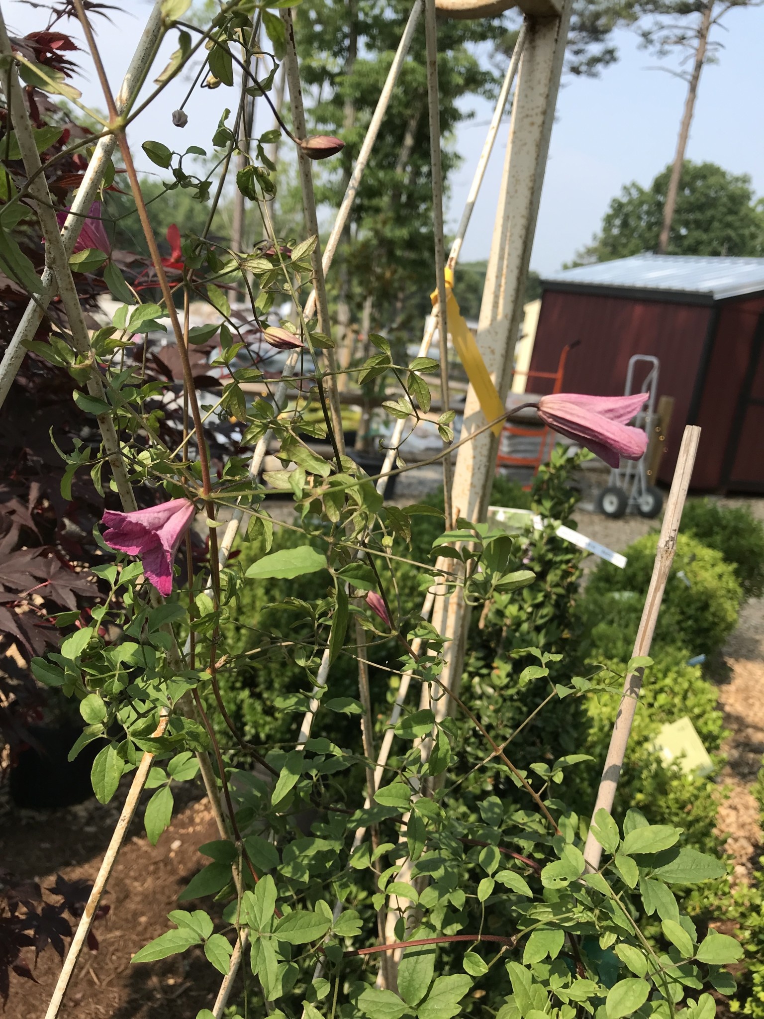 Proven Winner Clematis, Clematis x 'Krakowiak' Pink Mink® 1.5G