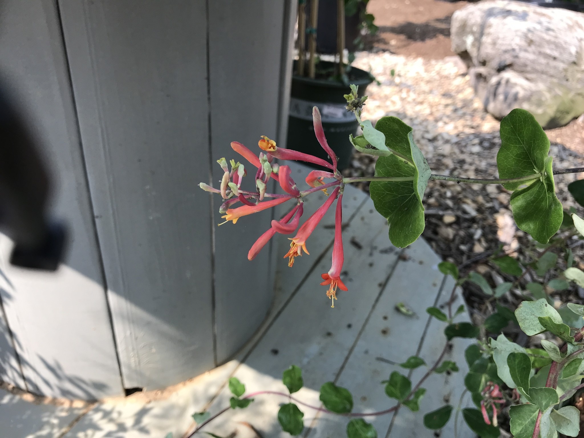 Lonicera sempervirens 'Major Wheeler' 5G Honeysuckle VINES NATIVE