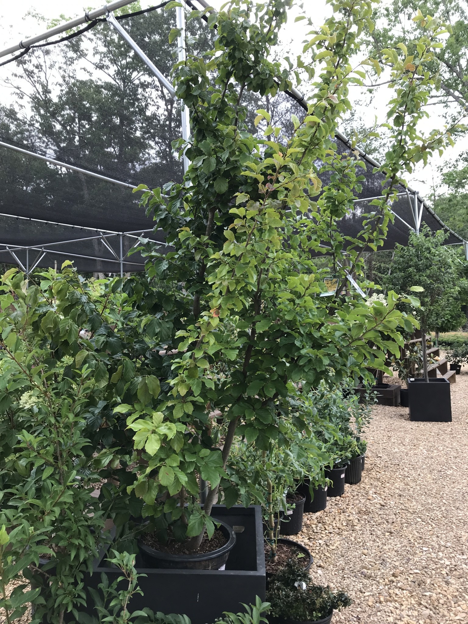 Witch-hazel, Hamamelis virginiana 'Common Witch-hazel' 10G