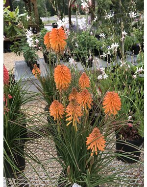 Red Hot Poker, Kniphofia POCO™ ‘Orange’ 1G