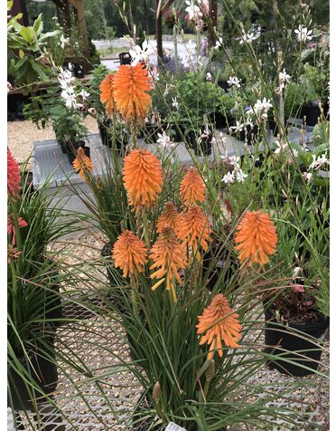Red Hot Poker, Kniphofia POCO™ ‘Orange’ 1G