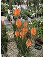 Red Hot Poker, Kniphofia POCO™ ‘Orange’ 1G
