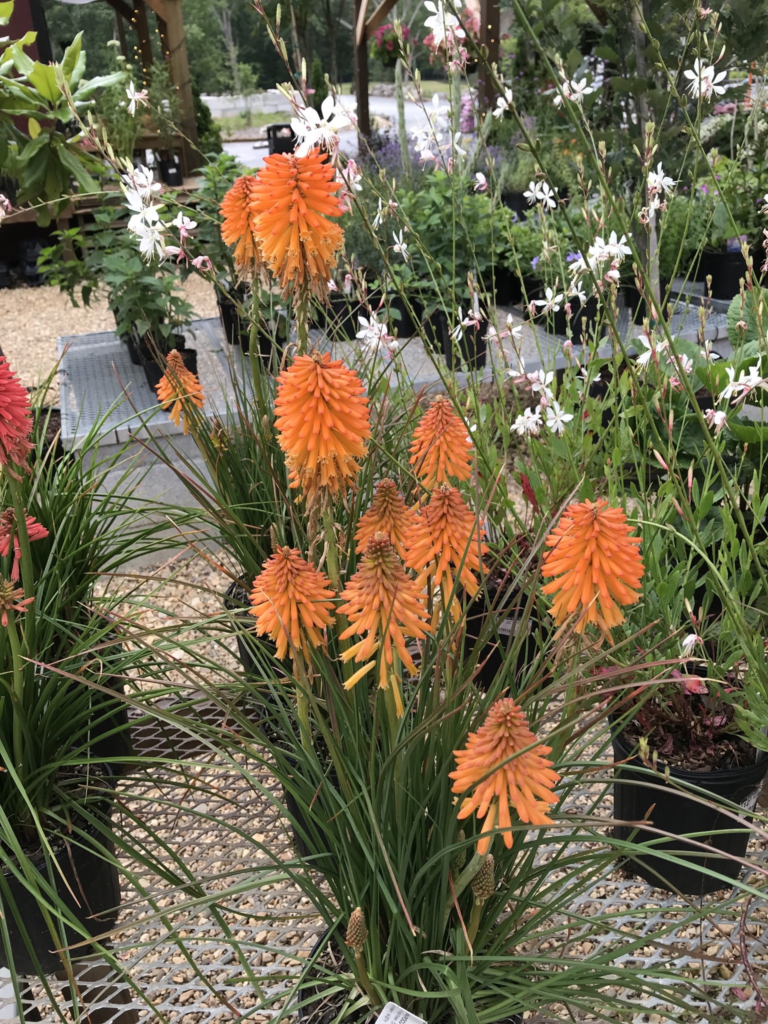 Red Hot Poker, Kniphofia POCO™ ‘Orange’ 1G