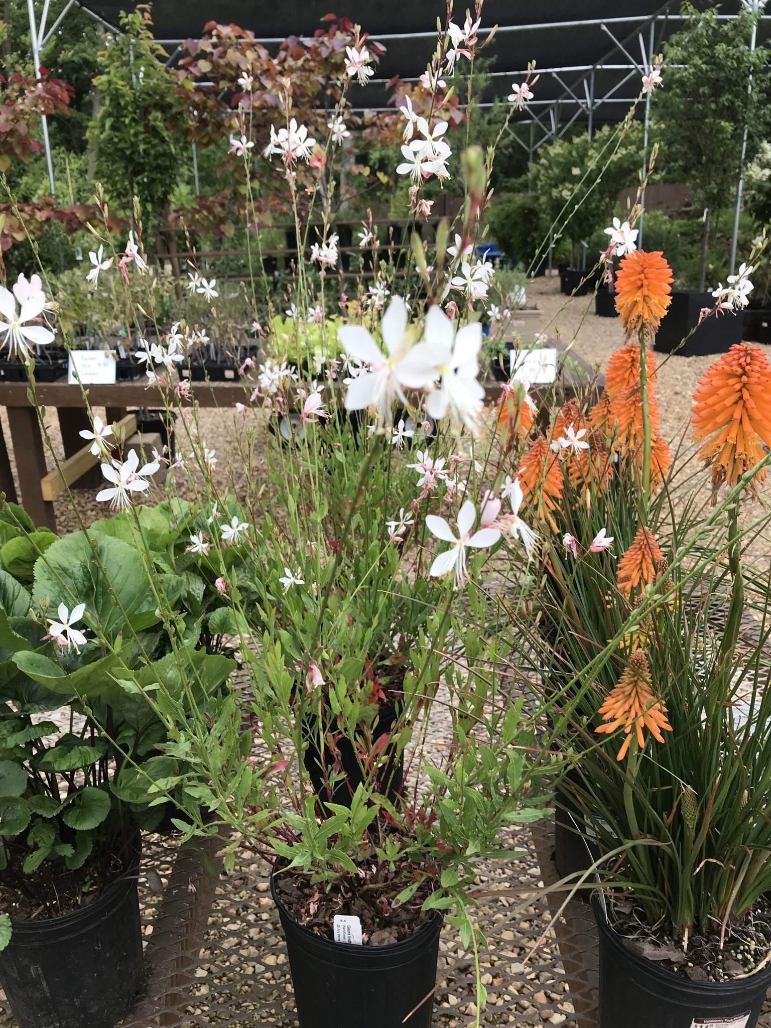 Gaura lindheimeri 'Sparkle White' 1G