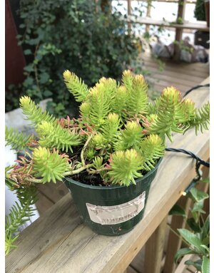 Stonecrop, Sedum rupestre 'Angelina' (Groundcover) 4"