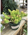 Sedum 'Angelina'  4" Pot