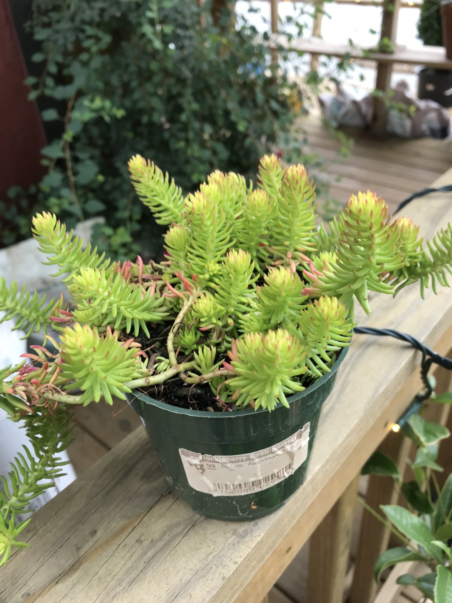 Sedum 'Angelina'  4" Pot