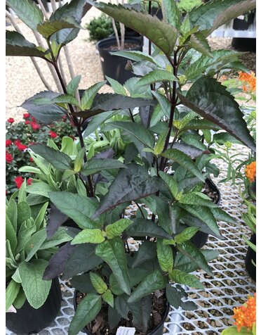 False Sunflower, Heliopsis helianthoides var. scabra 'Burning Hearts' 1G