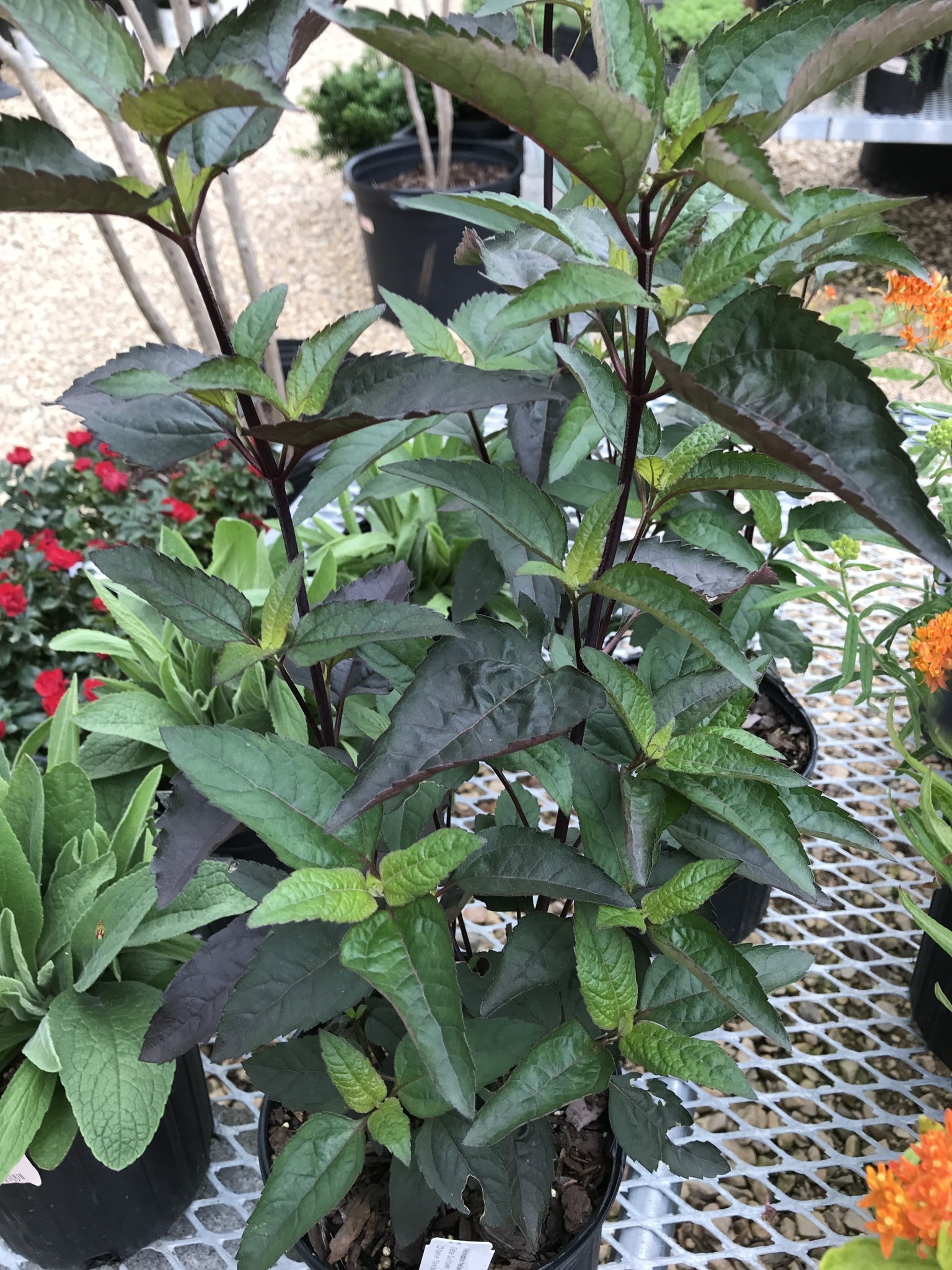 False Sunflower, Heliopsis helianthoides var. scabra 'Burning Hearts' 1G