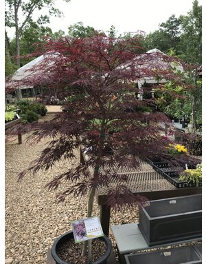 Tamukeyama Japanese Maple