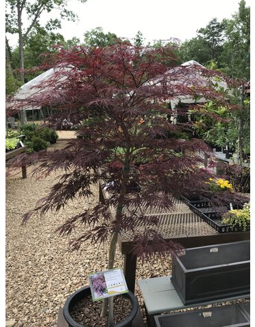 Tamukeyama Japanese Maple
