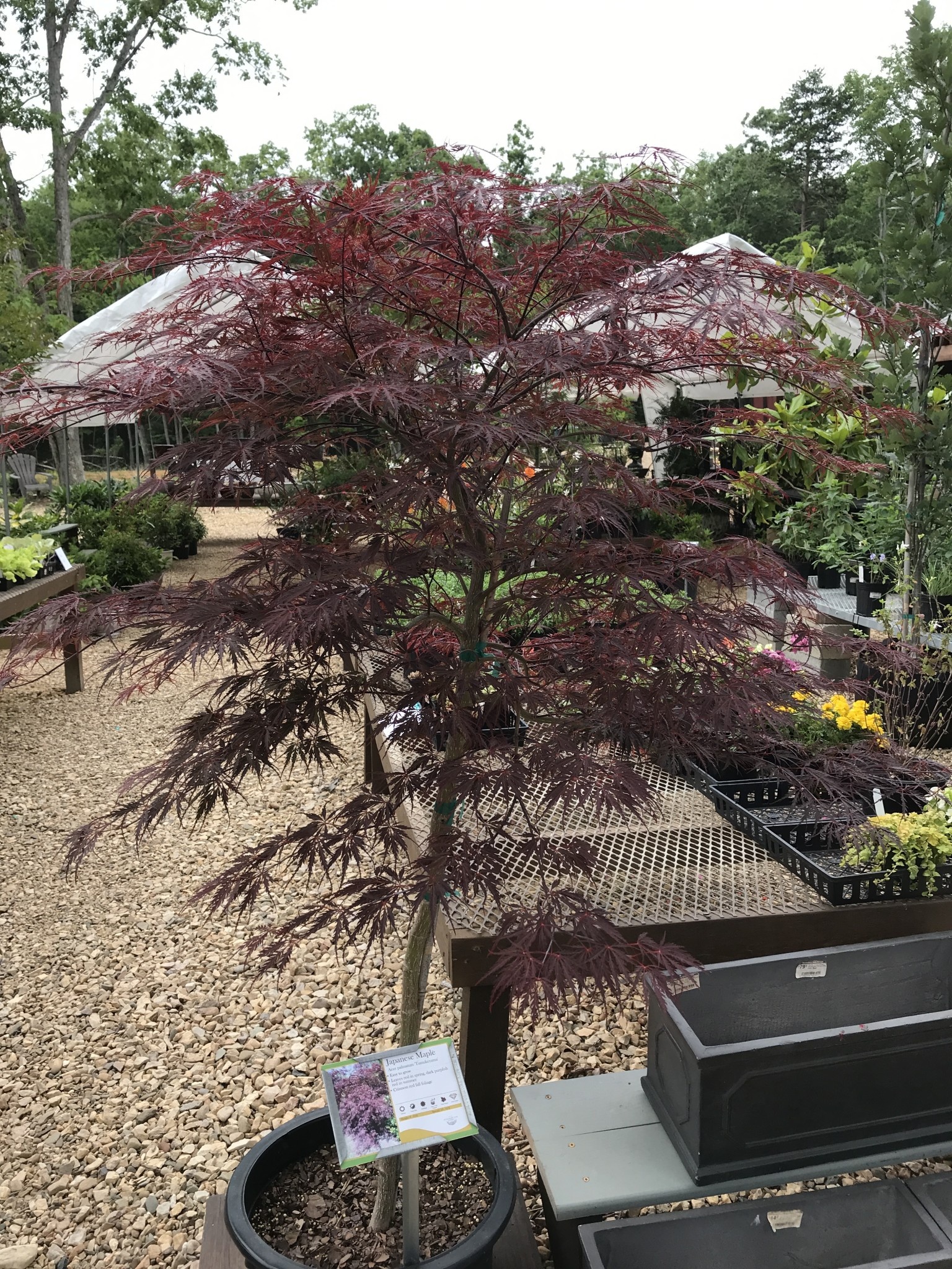 Tamukeyama Japanese Maple