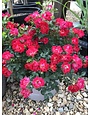 Red Drift  Groundcover Rose -- Rosa 'Meigalpio'