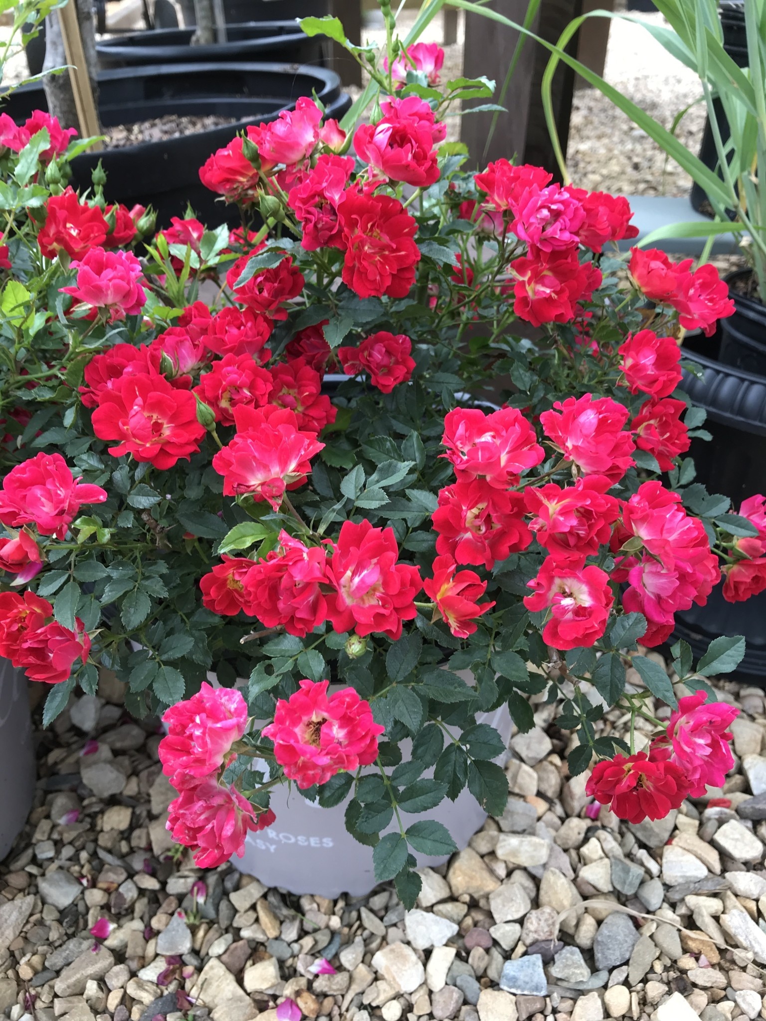 Red Drift  Groundcover Rose -- Rosa 'Meigalpio'