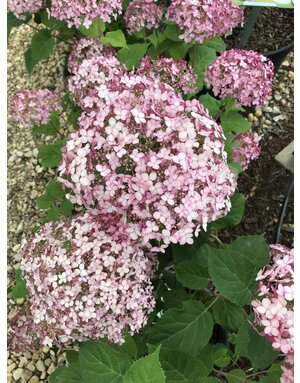 Hydrangea, Hydrangea arborescens 'NCHA4' Incrediball® Blush 3G