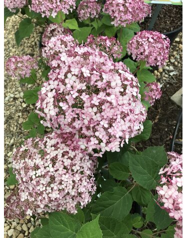 Incrediball Blush Hydrangea #3 -- Hydrangea arborescens 'NCHA4' PP#28280