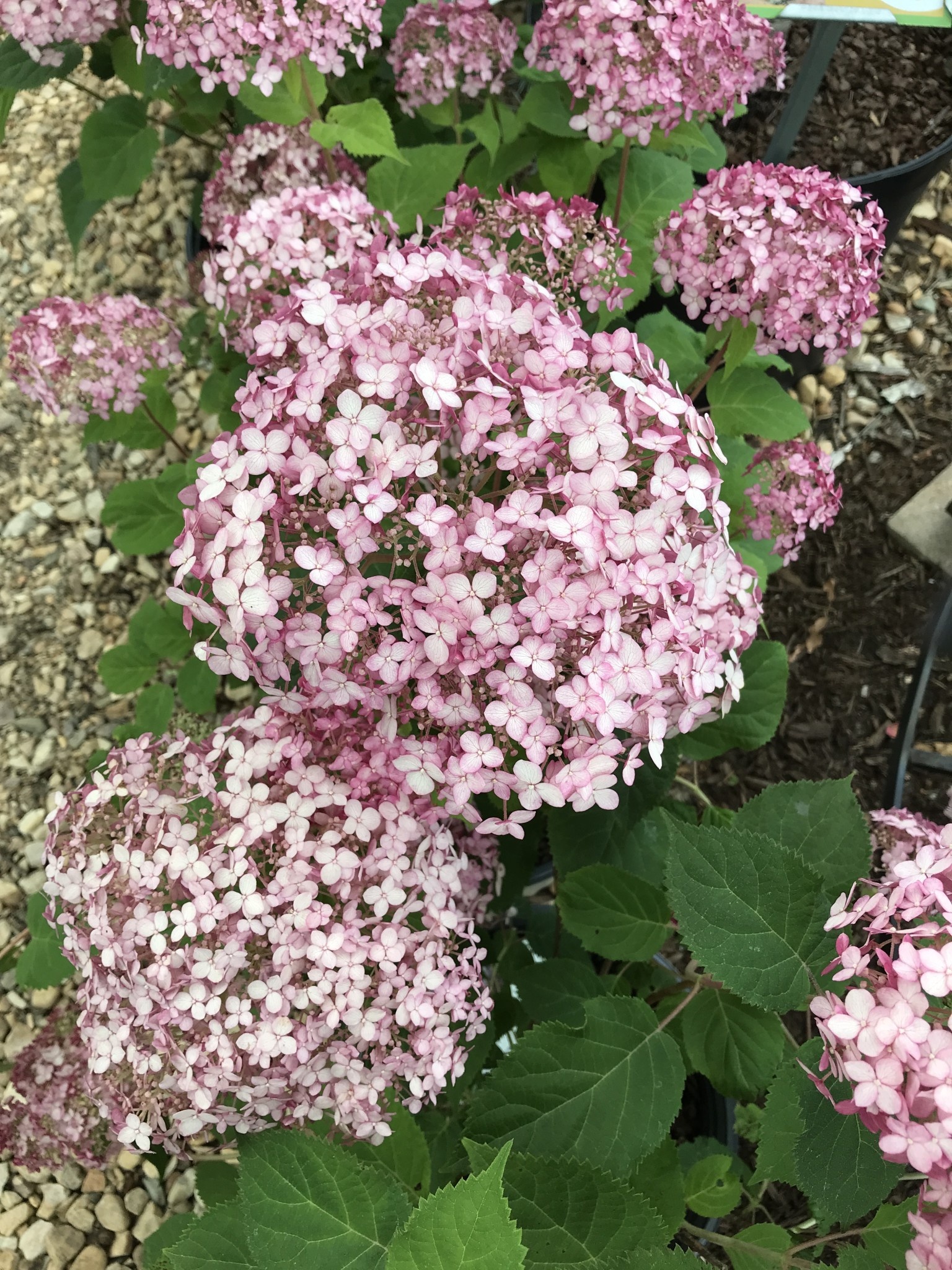 Hydrangea, Hydrangea arborescens 'NCHA4' Incrediball® Blush 3G