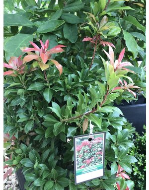 Andromeda, Pieris japonica 'Mountain Fire' 3G